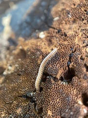 Blaniulus guttulatus