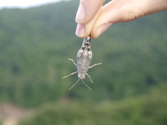 Oedipoda germanica