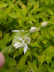 Habenaria entomantha