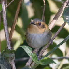 Poecilotriccus plumbeiceps