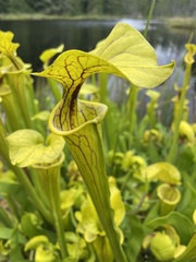Sarracenia