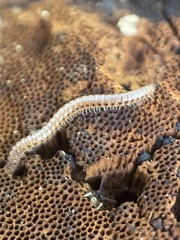 Blaniulus guttulatus