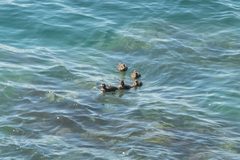 Histrionicus histrionicus