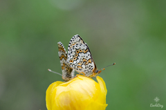 Melitaea cinxia