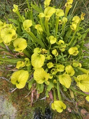 Sarracenia