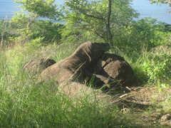 Varanus komodoensis