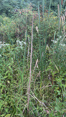 Typha angustifolia