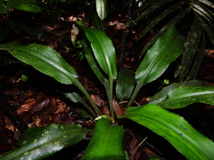 Disteganthus basilateralis