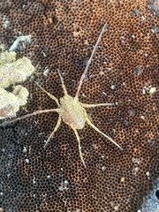 Lophopilio palpinalis