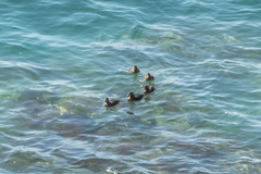 Histrionicus histrionicus