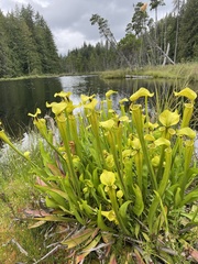 Sarracenia