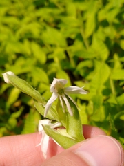 Habenaria entomantha