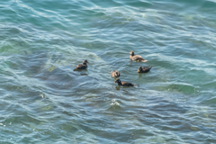 Histrionicus histrionicus