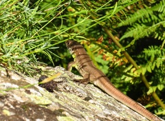 Lacerta schreiberi