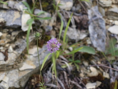 Scabiosa