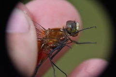 Arrenurus
