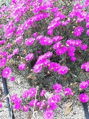 Ruschieae