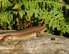 Lacerta schreiberi