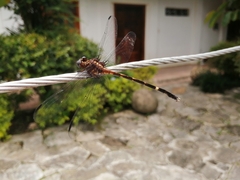Gomphidae