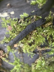 Xylaria longipes