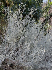 Pseudognaphalium beneolens