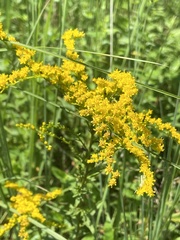 Solidago
