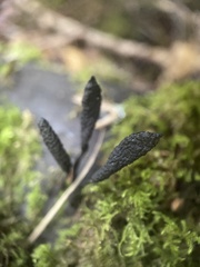 Xylaria longipes