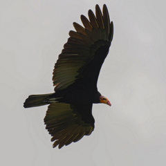 Cathartes melambrotus