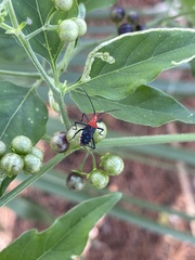 Phthiacnemia picta