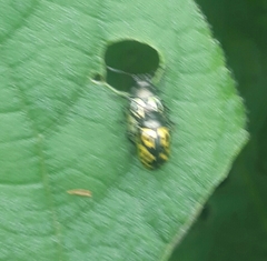 Zygogramma signatipennis