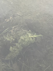Potamogeton richardsonii