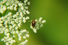 Liocoris tripustulatus