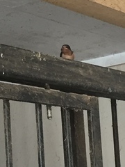 Hirundo rustica erythrogaster