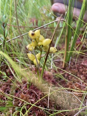 Scheuchzeria palustris