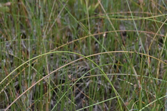 Eleocharis rostellata