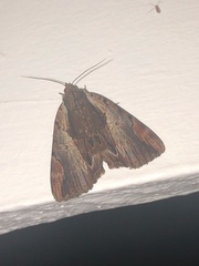 Catocala ultronia