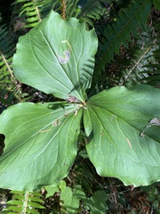 Trillium ovatum
