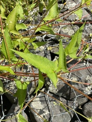 Persicaria arifolia