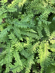 Adiantum aleuticum