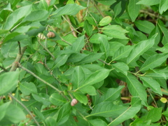 Euonymus europaeus
