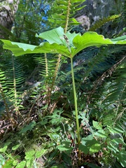 Trillium ovatum