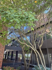 Ptelea trifoliata