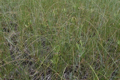 Eleocharis rostellata