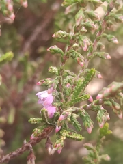 Calluna vulgaris