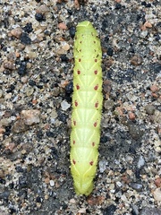 Paonias excaecata