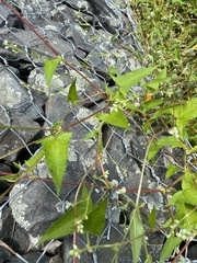 Persicaria arifolia