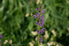 Salvia