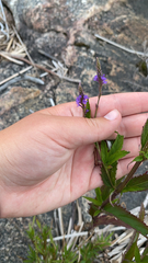 Verbena hastata