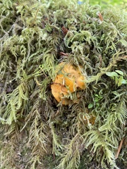 Tremella mesenterica