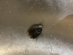 Polyphaga aegyptiaca